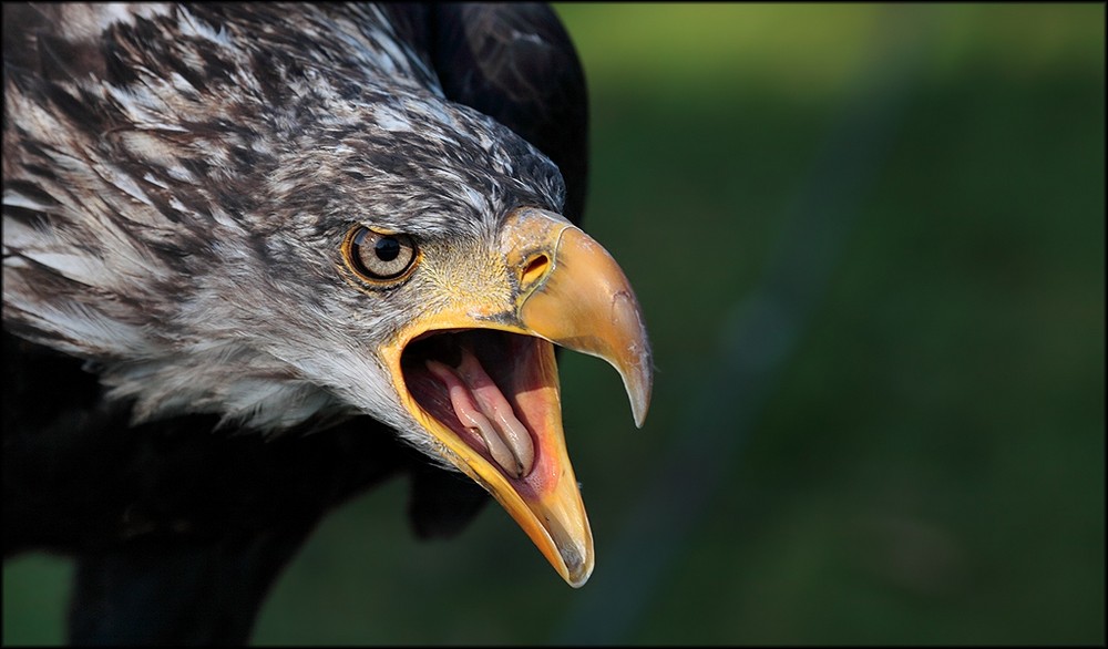 Weißkopfseeadler