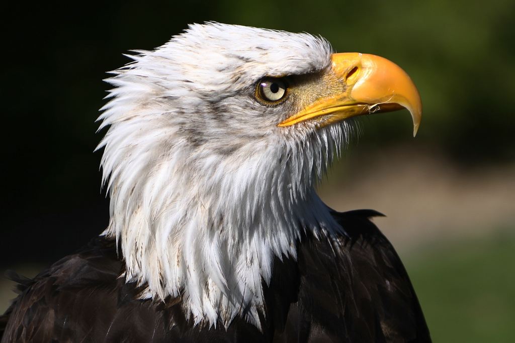 Weißkopfseeadler