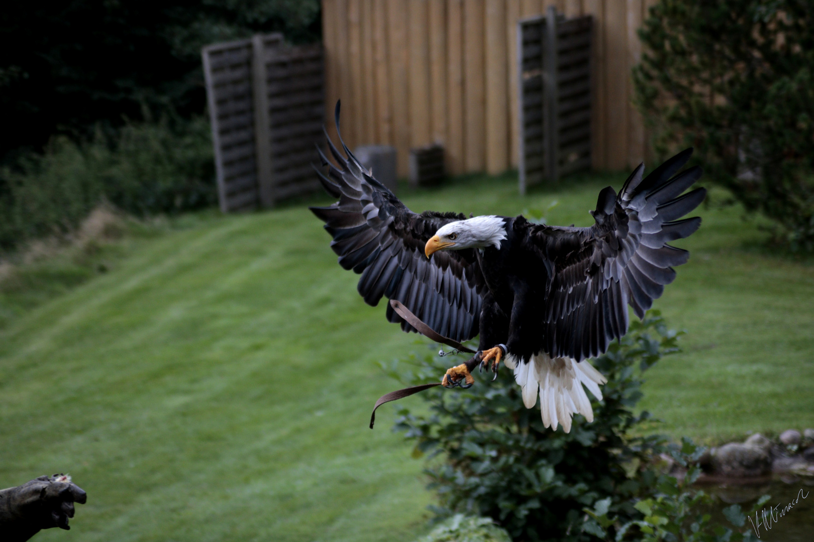 Weißkopfseeadler