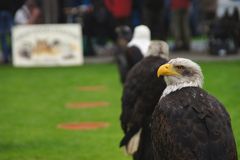 Weißkopfseeadler