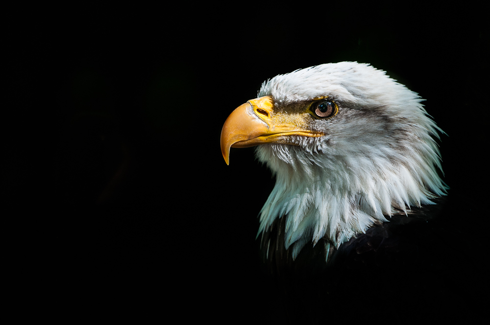 Weißkopfseeadler