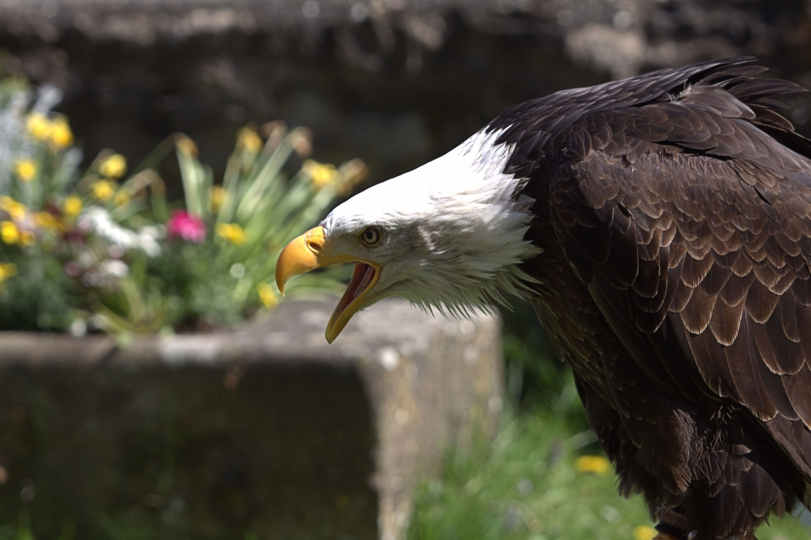 Weißkopfseeadler