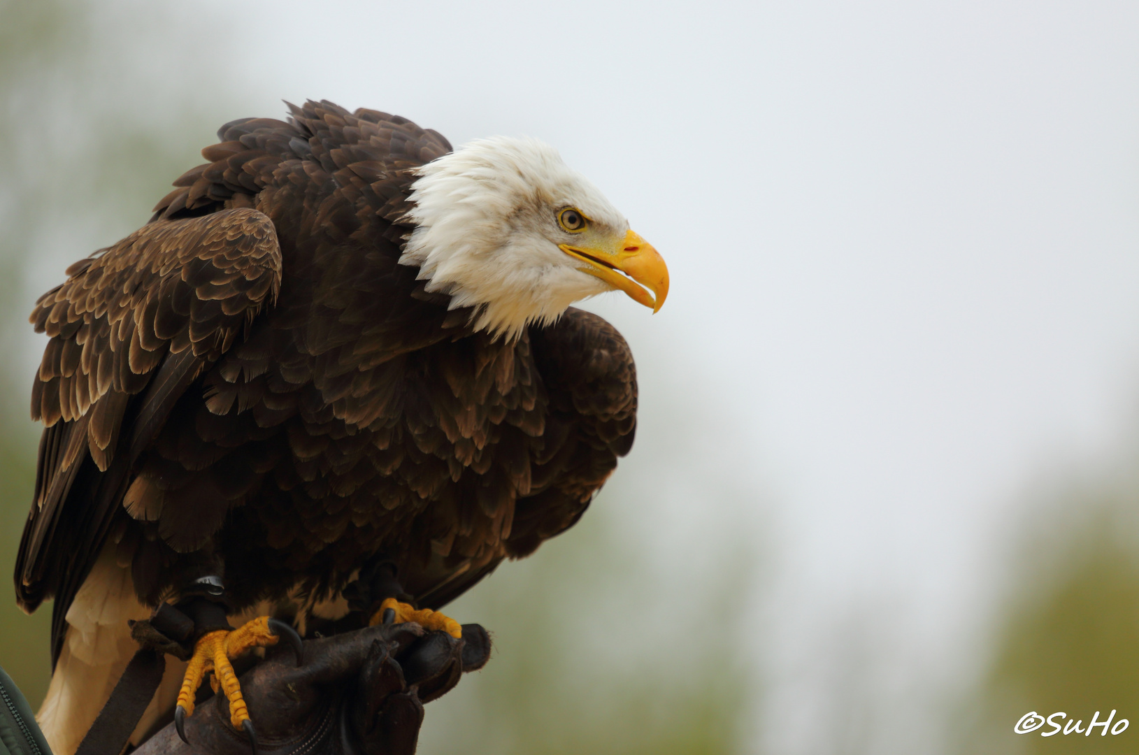 Weißkopfseeadler