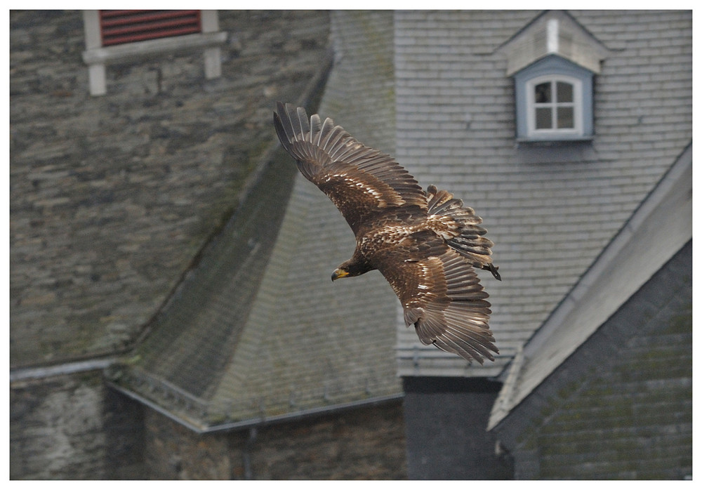 Weißkopfseeadler