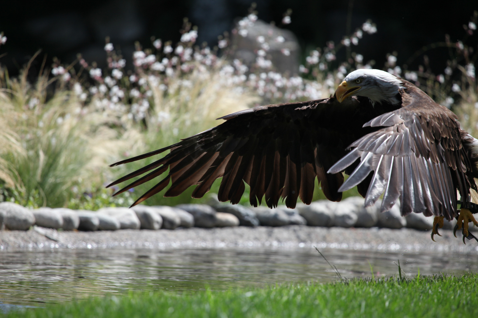 Weißkopfseeadler