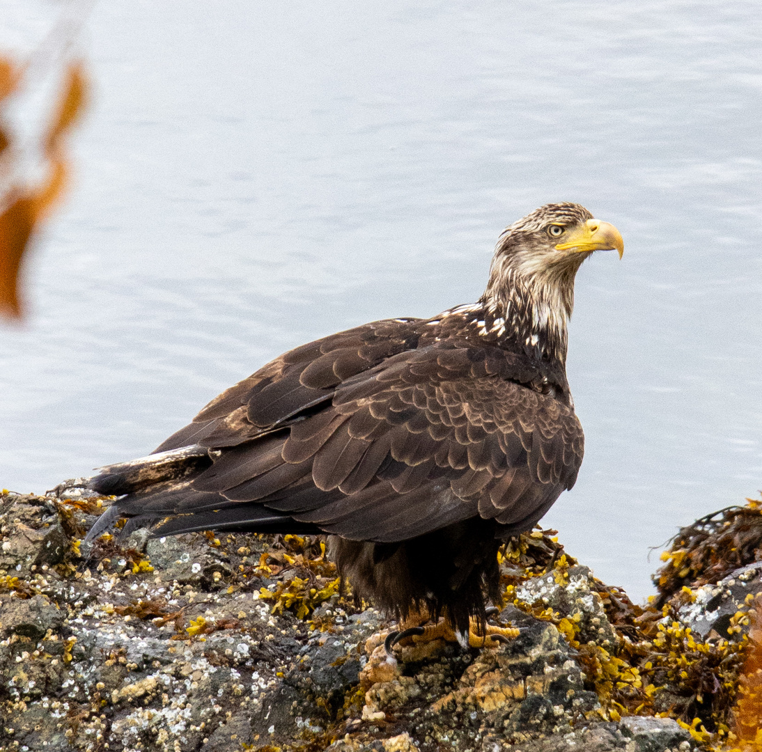 Weißkopfseeadler