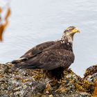 Weißkopfseeadler