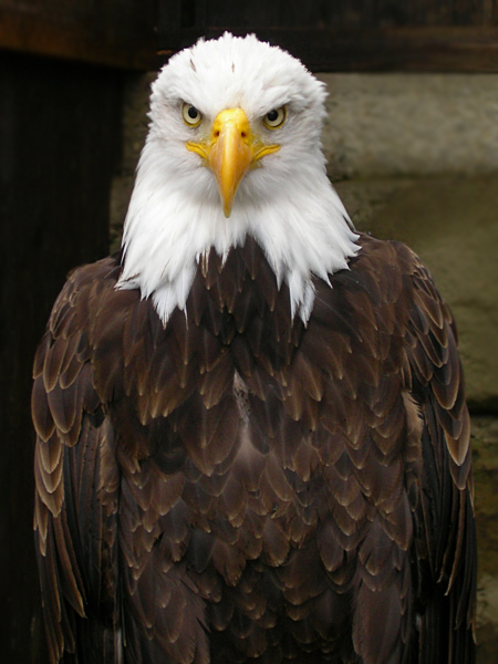 weisskopfseeadler