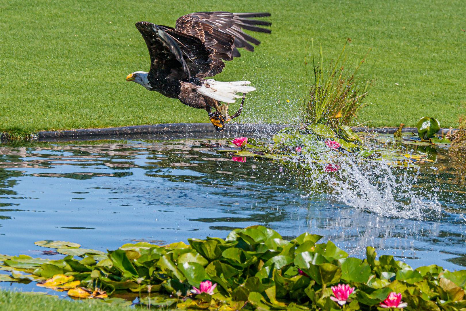 Weißkopfseeadler bei der Flugshow im Vogelpark Marlow