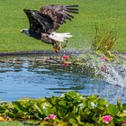 Weißkopfseeadler bei der Flugshow im Vogelpark Marlow