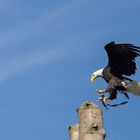 Weißkopfseeadler bei der Landung