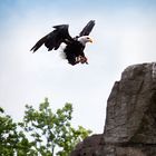 Weißkopfseeadler bei der Landung