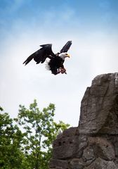 Weißkopfseeadler bei der Landung