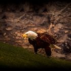 Weißkopfseeadler bei der Nahrungsaufnahme