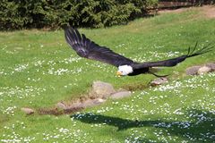 Weißkopfseeadler bei Flugvorführung im Wildpark Lüneburger Heide