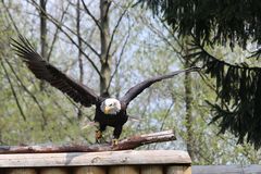 Weißkopfseeadler bei Greifvogelvorführung