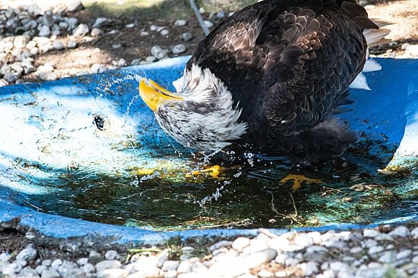 weißkopfseeadler bei morgendusche