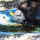 weißkopfseeadler bei morgendusche