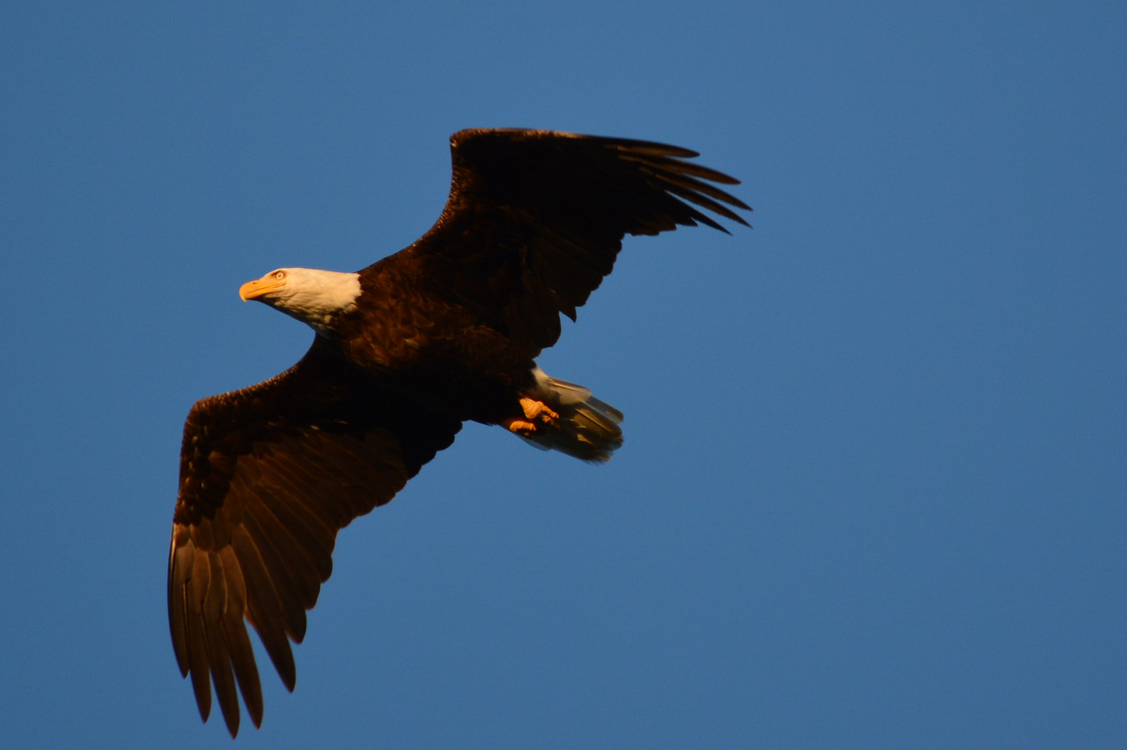 Weißkopfseeadler (bei Tofino)