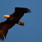 Weißkopfseeadler (bei Tofino)