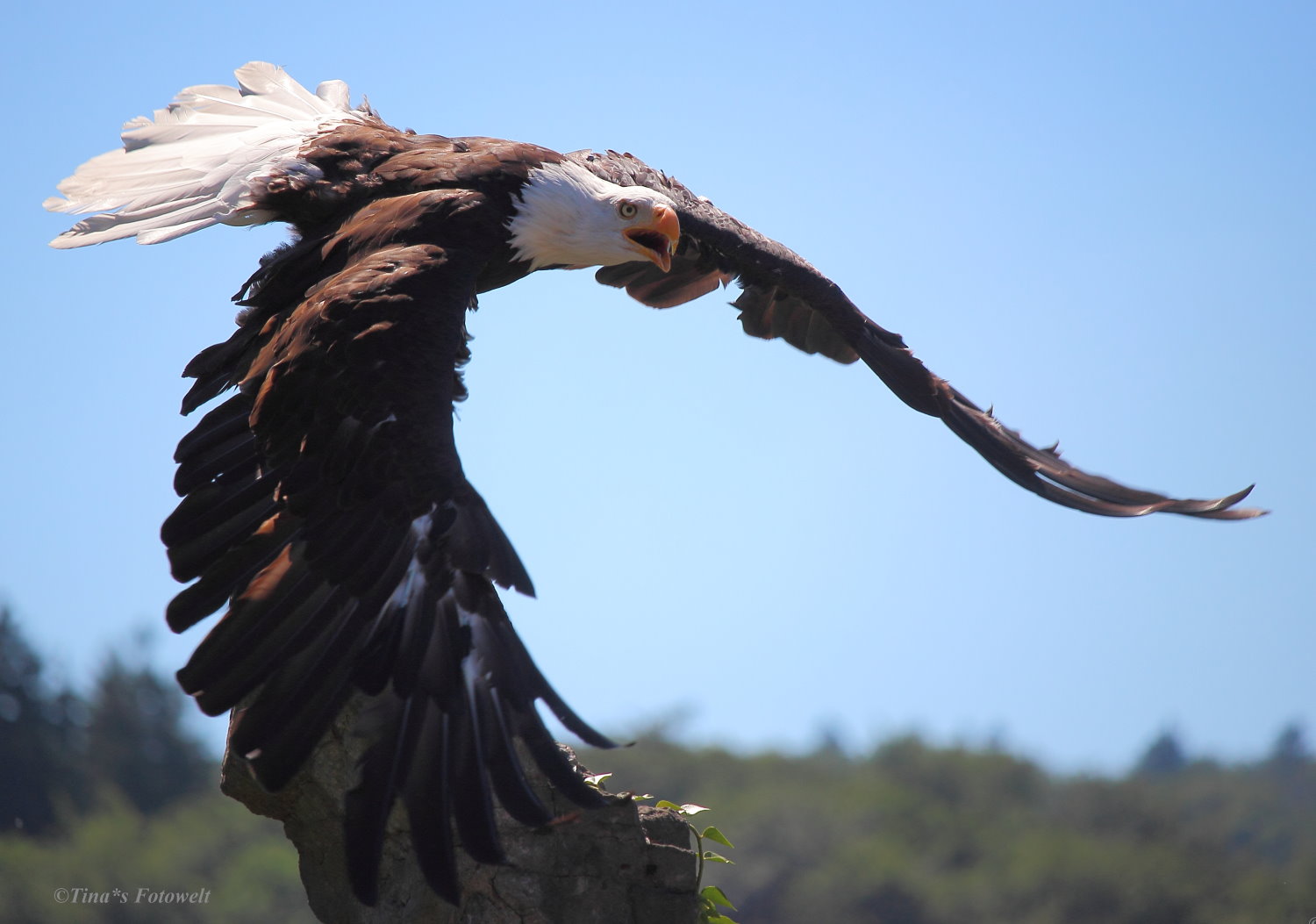 Weisskopfseeadler beim Abflug 