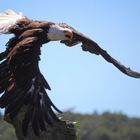 Weisskopfseeadler beim Abflug 