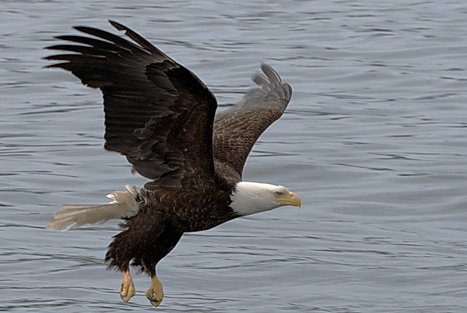 Weißkopfseeadler beim Anflug auf Beute Canada