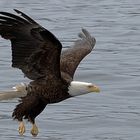 Weißkopfseeadler beim Anflug auf Beute Canada