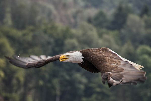 Weißkopfseeadler beim Angriff