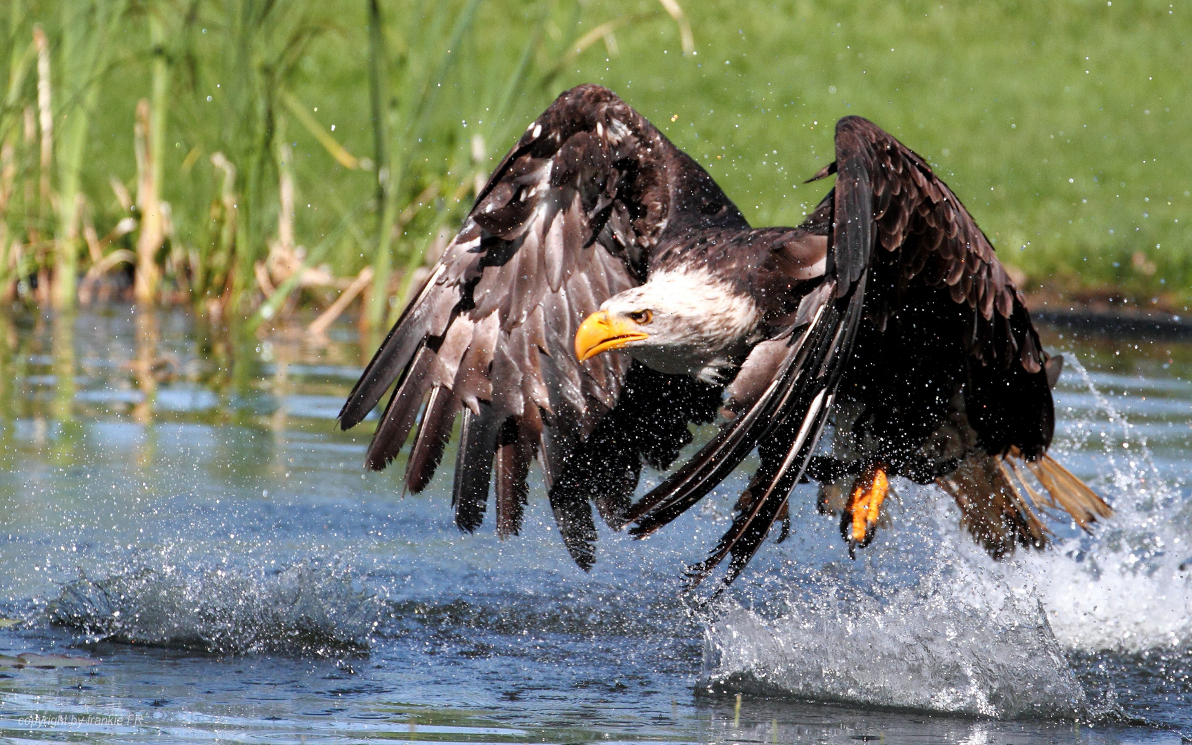 Weißkopfseeadler beim Fischen