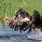 Weißkopfseeadler beim "Fischen"