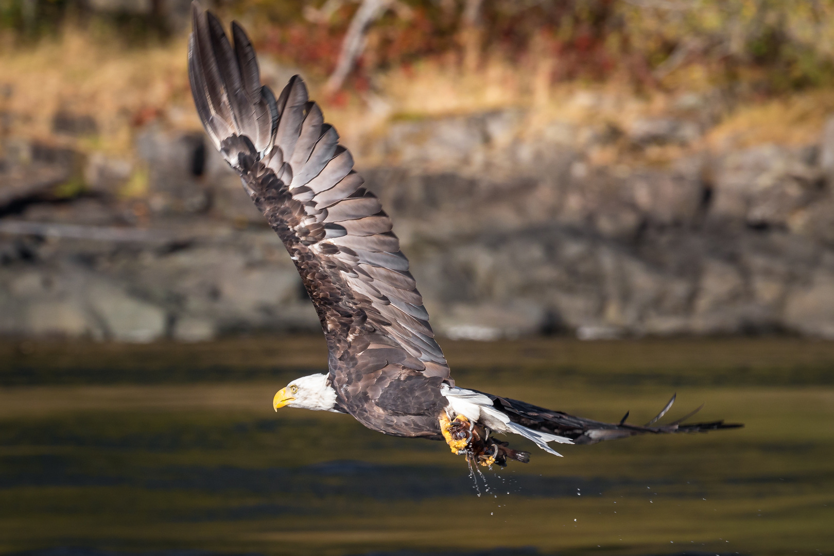 Weisskopfseeadler beim Fischfang