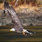 Weisskopfseeadler beim Fischfang