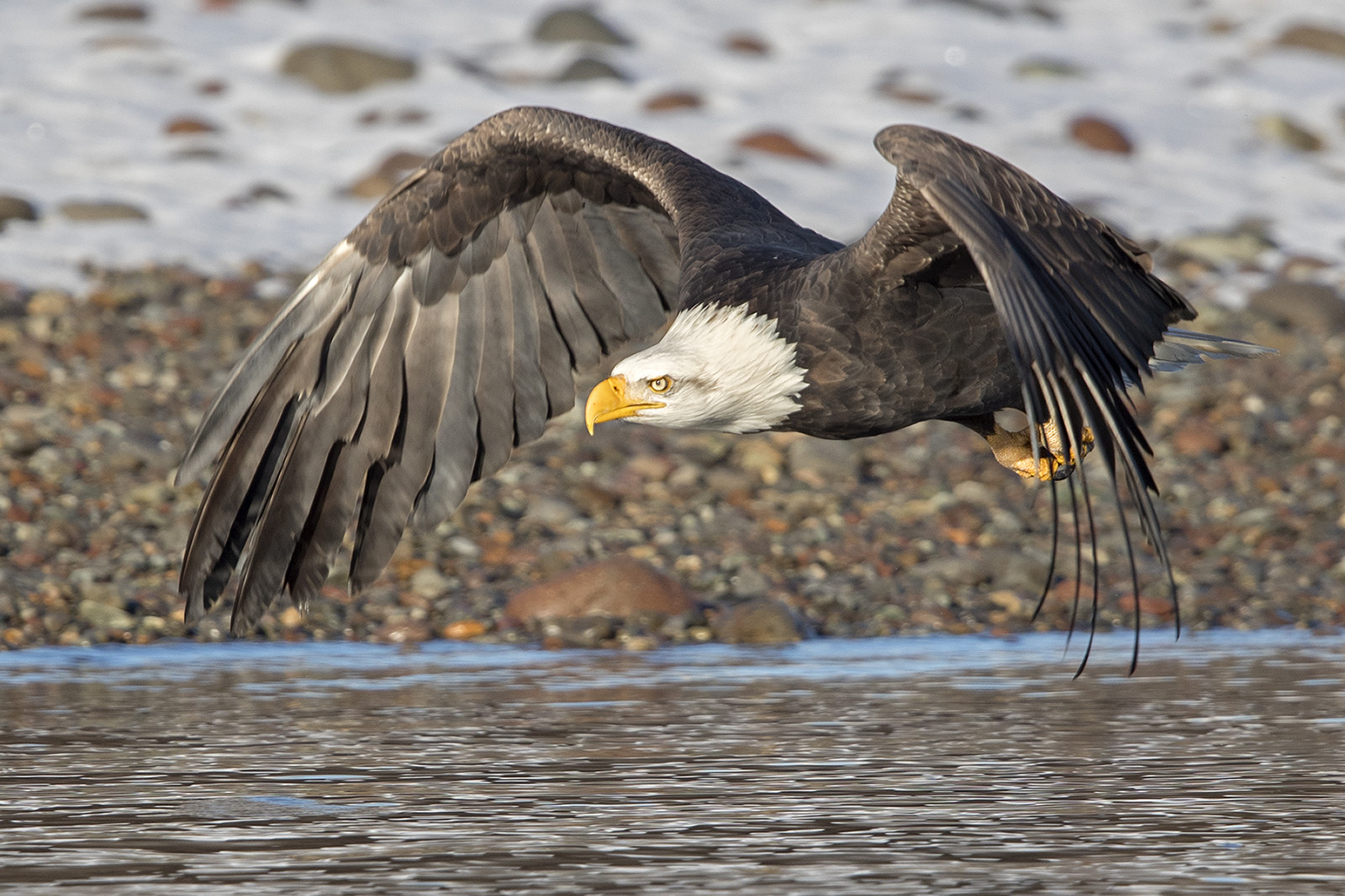 Weisskopfseeadler beim Flug über den Squamish River