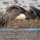 Weisskopfseeadler beim Flug über den Squamish River