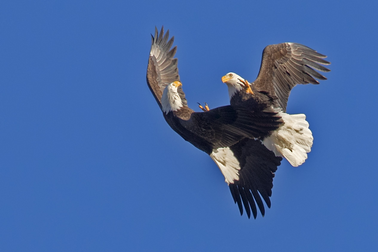 Weisskopfseeadler beim Luftkampf