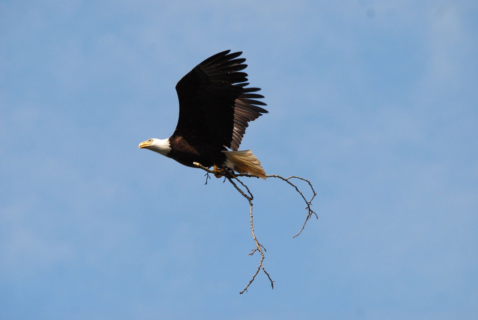 Weisskopfseeadler beim Nestbau