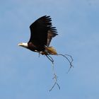 Weisskopfseeadler beim Nestbau