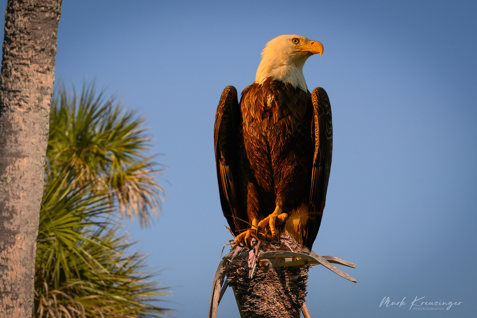 Weißkopfseeadler beim Sonnenuntergang