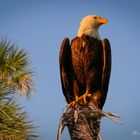 Weißkopfseeadler beim Sonnenuntergang