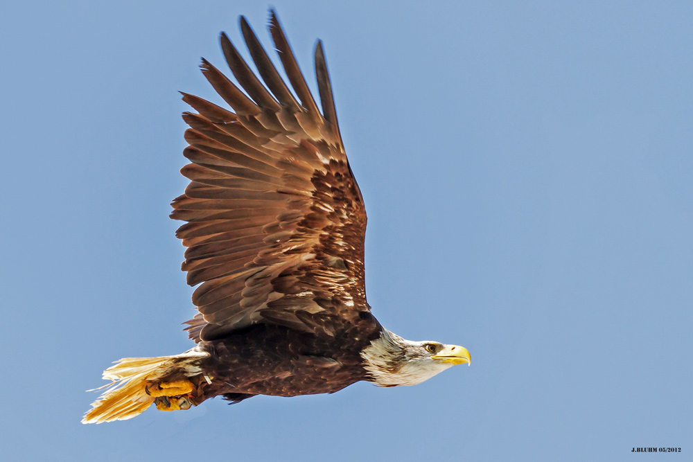 Weißkopfseeadler beim Überflug