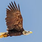 Weißkopfseeadler beim Überflug