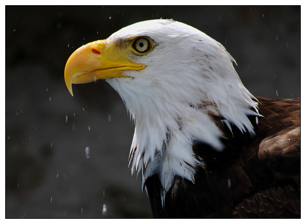 Weisskopfseeadler beim Wasserspielen...