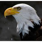 Weisskopfseeadler beim Wasserspielen...