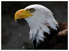 Weisskopfseeadler beim Wasserspielen...