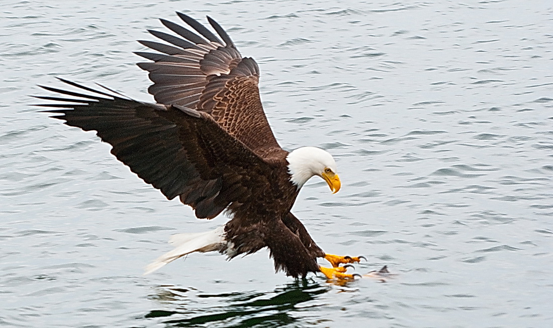 Weißkopfseeadler beim Zugriff Canada