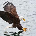 Weißkopfseeadler beim Zugriff Canada