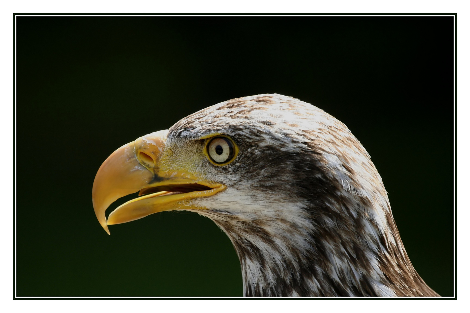 Weißkopfseeadler (Ben) das Portrait