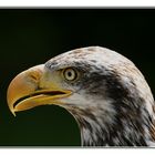 Weißkopfseeadler (Ben) das Portrait