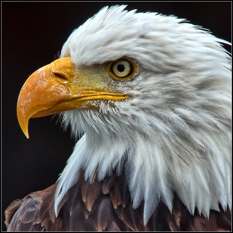 Weisskopfseeadler